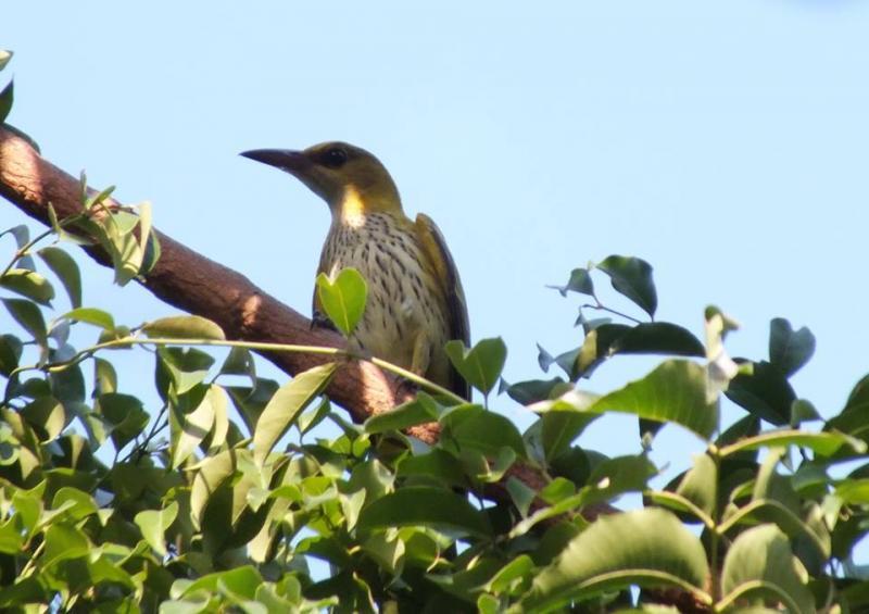 post-91156-0-18802000-1450404333_thumb.j