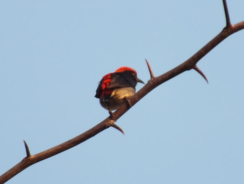 post-91156-0-43674400-1450487924_thumb.j