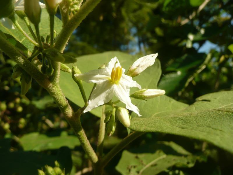 post-94399-0-49257800-1451060677_thumb.j