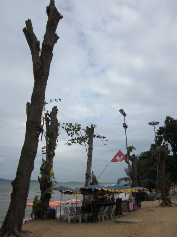 Pratumnak Beach trees (1).JPG