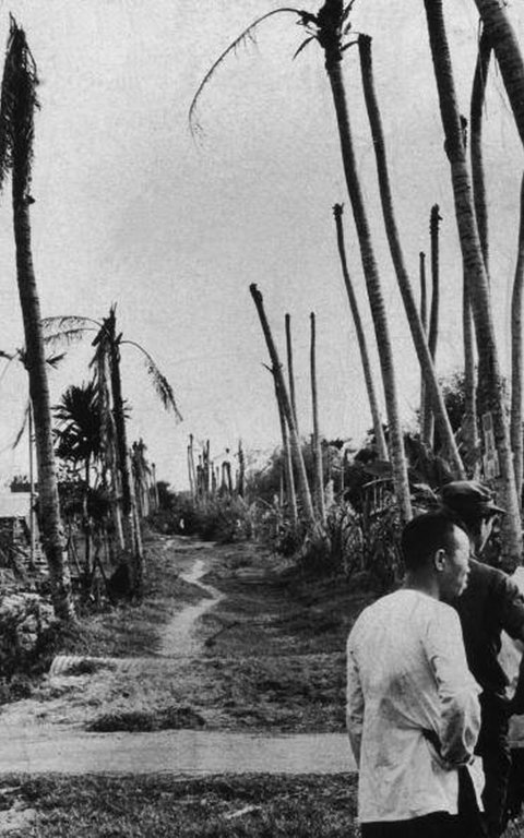 Palm trees stripped of fronds by Agent Orange, Binhtre, South Vietnam..jpg