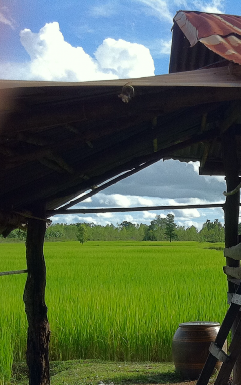 Rice Farm.png