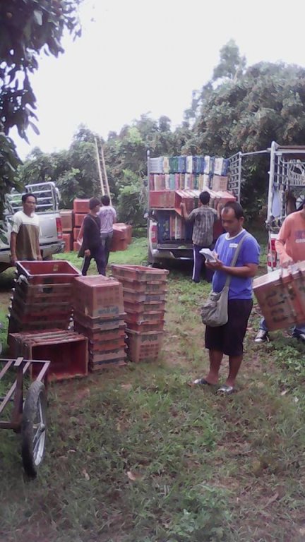 Longan harvest August 2016-1.jpg