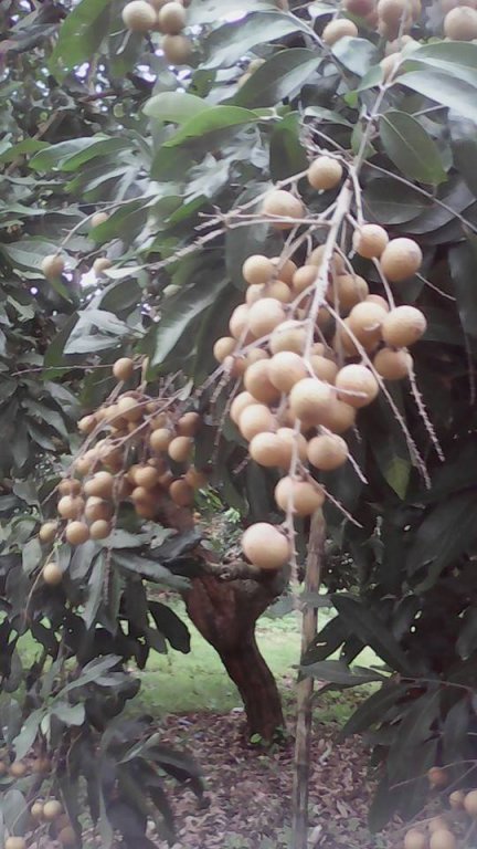 Longan harvest August 2016-2.jpg