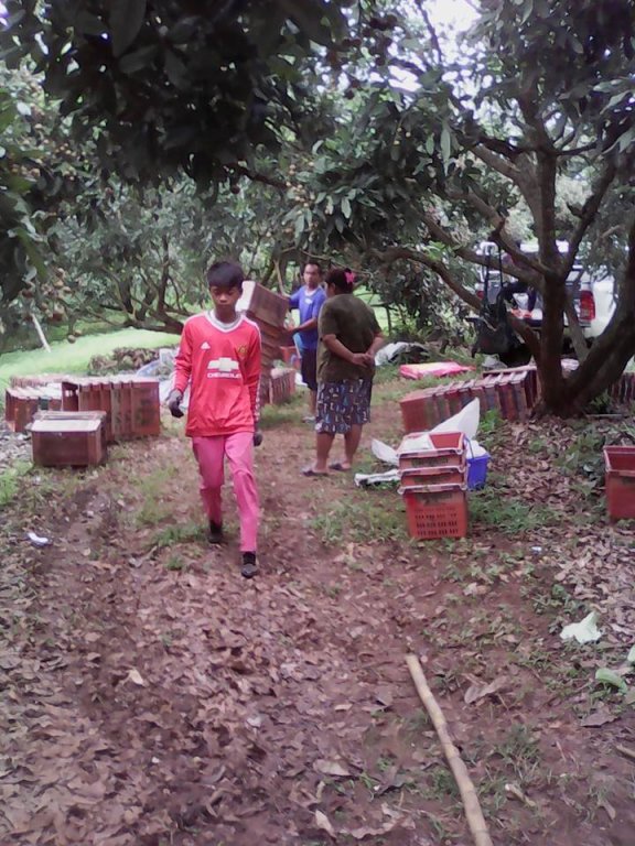 Longan harvest August 2016-3.jpg