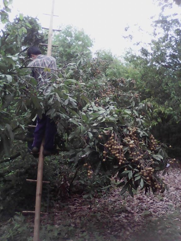Longan harvest August 2016-4.jpg