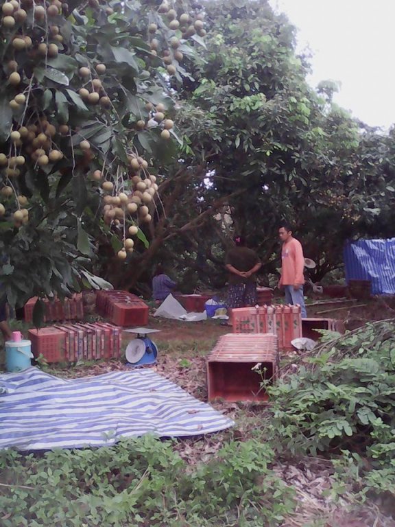 Longan harvest August 2016-5.jpg