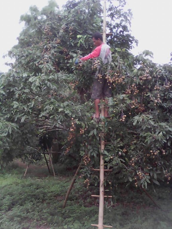 Longan harvest August 2016-6.jpg