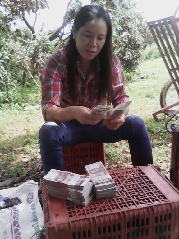 Longan harvest August 2016-7.jpg