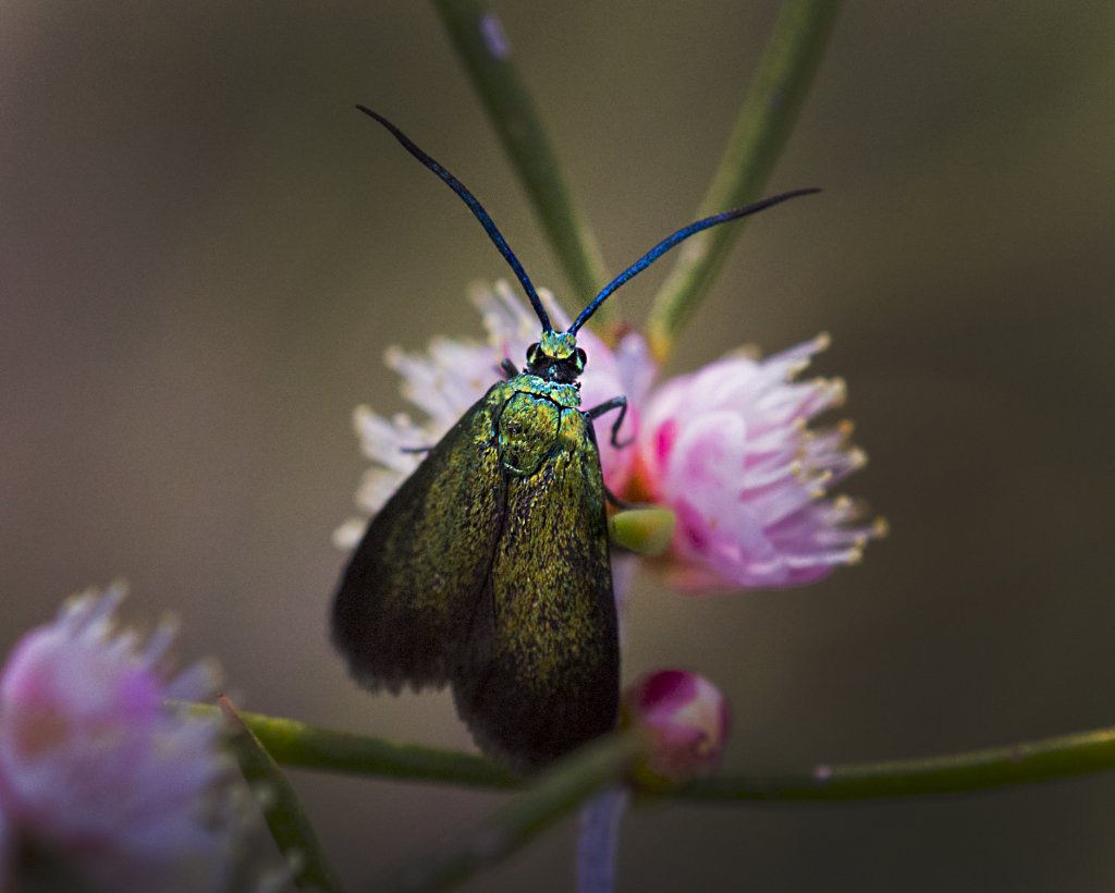 Zyganaenidae Pollanisus sp Ellis Brook 15 Aug 2015 9368.jpg