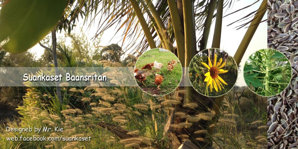 wallpaper suankaset4.jpg