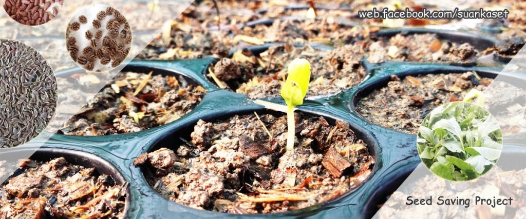 SK_seed saving project.jpg