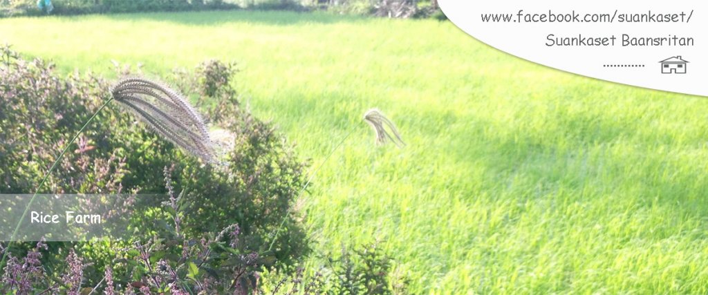 BK_Rice farm.jpg