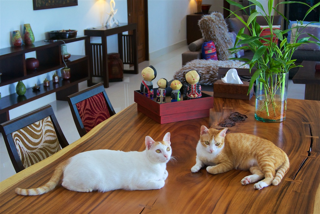 Cats  002.jpg