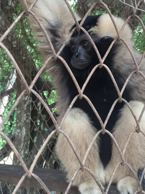 Gibbon 1.JPG