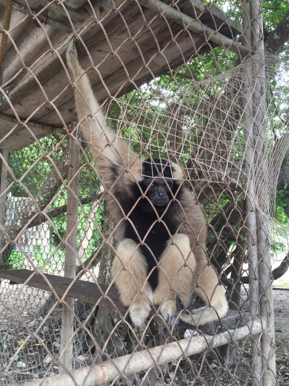 Gibbon 2.JPG