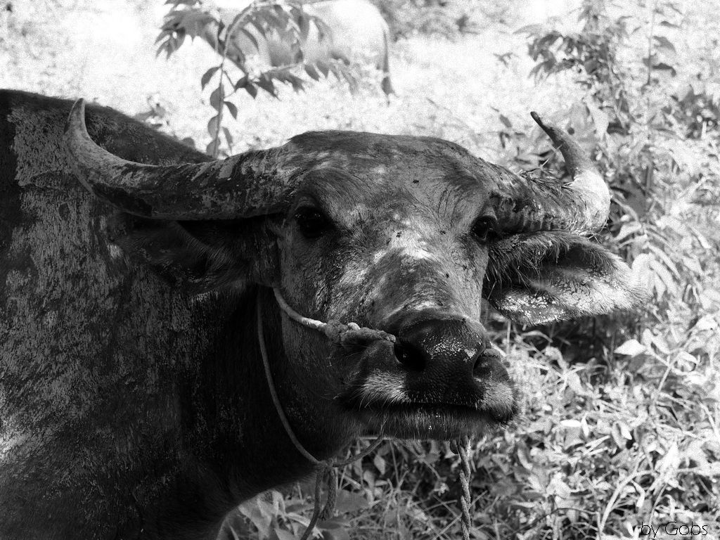 Bart N&B film 1024.jpg