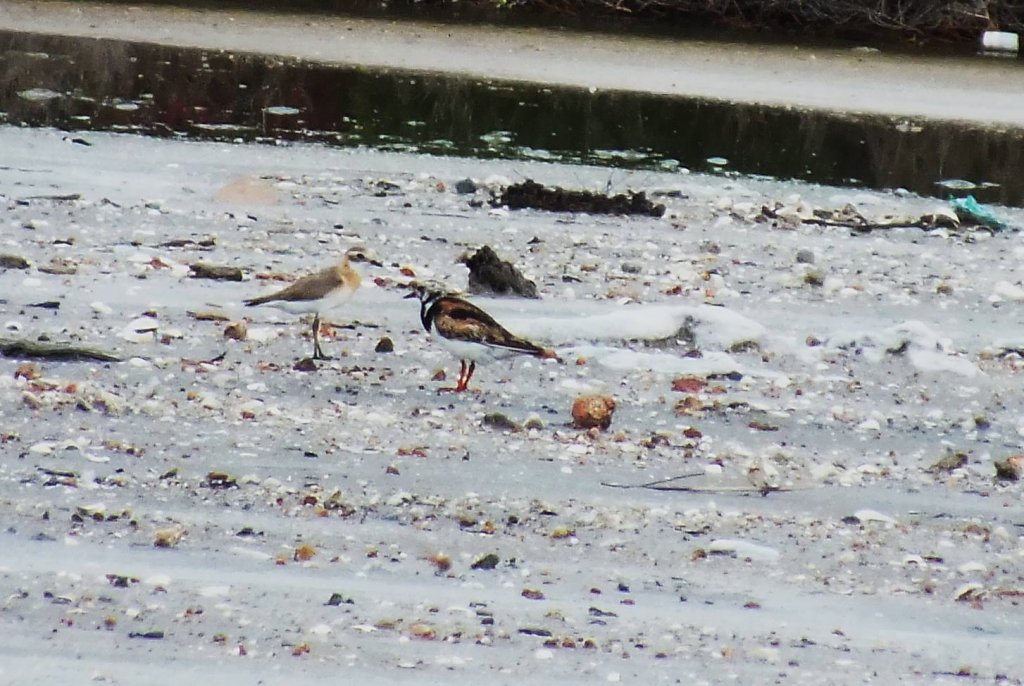 Ruddy Turnstone.jpg