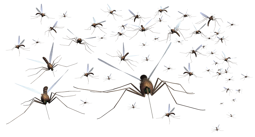 mosquito swarm.jpg
