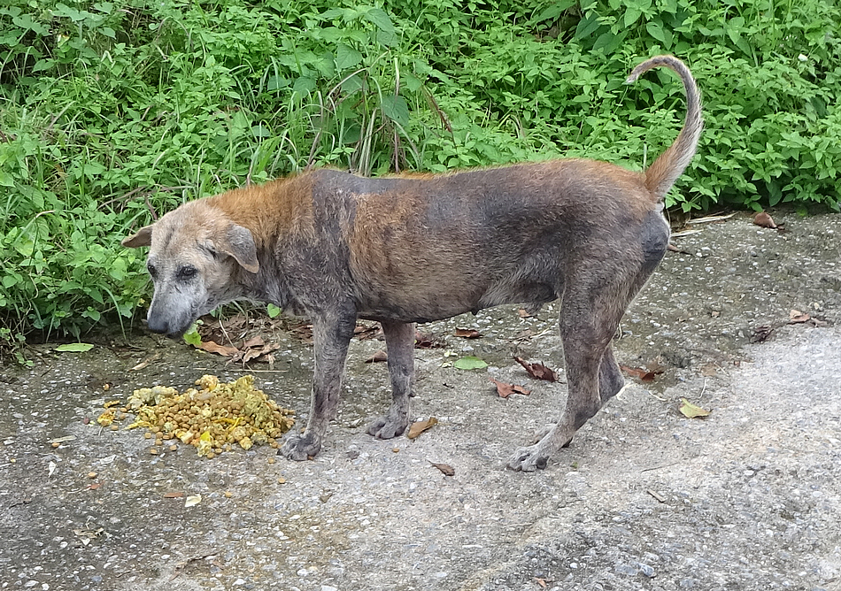 No Name Dog DSC05802.JPG