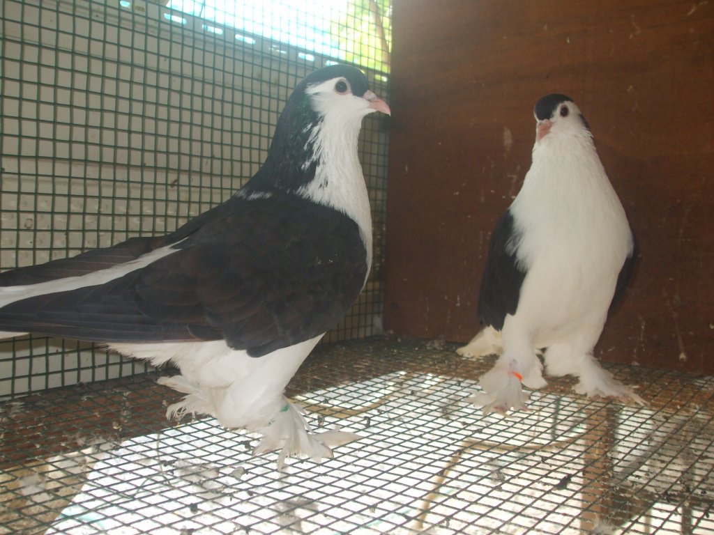 DSCF0750.JPG
