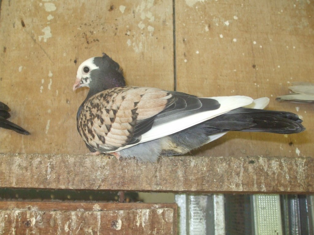 DSCF0757.JPG