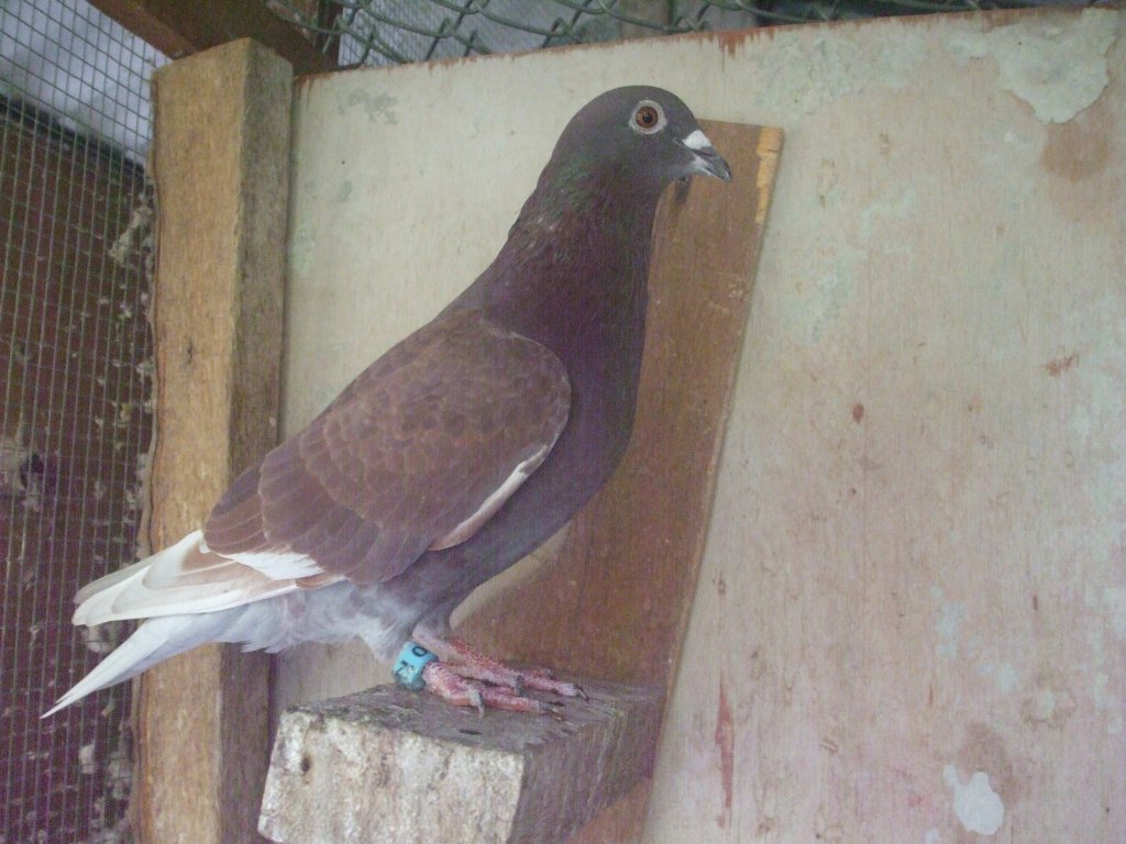 DSCF0801.JPG