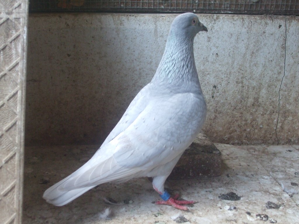 DSCF1080.JPG