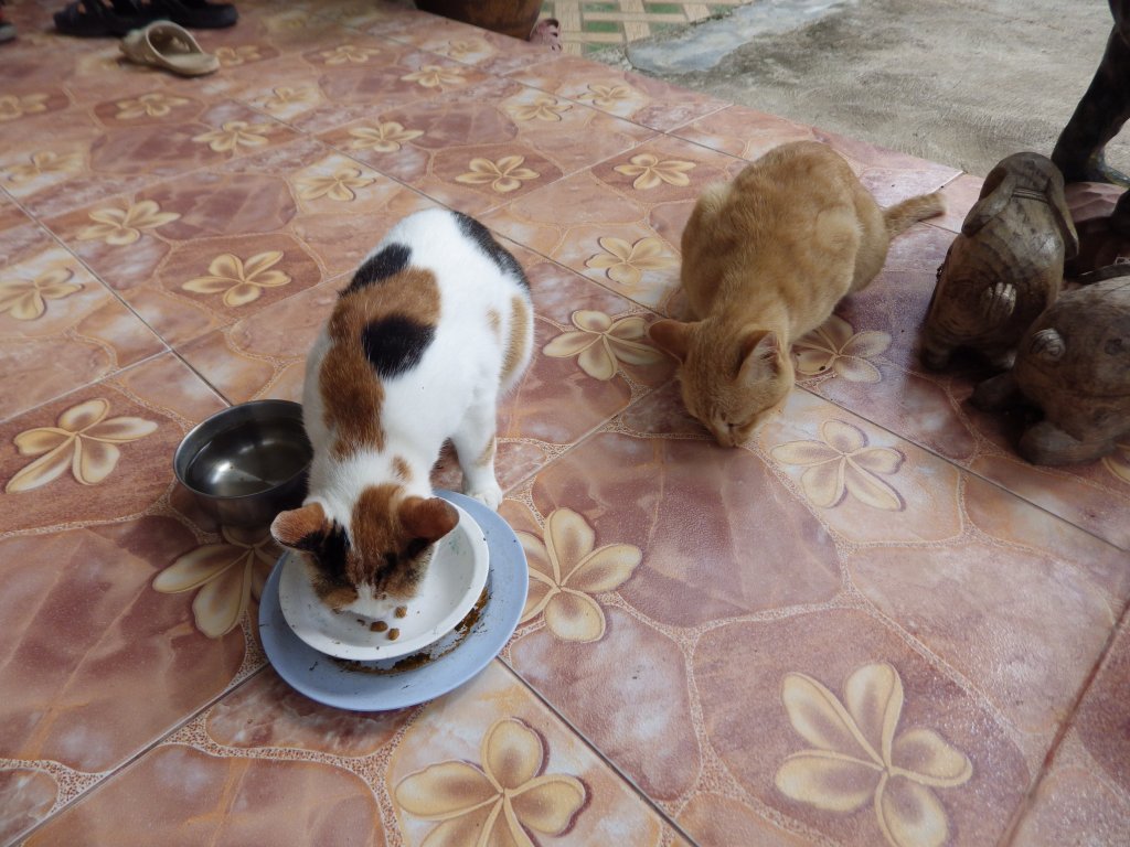 IMGP0221.JPG