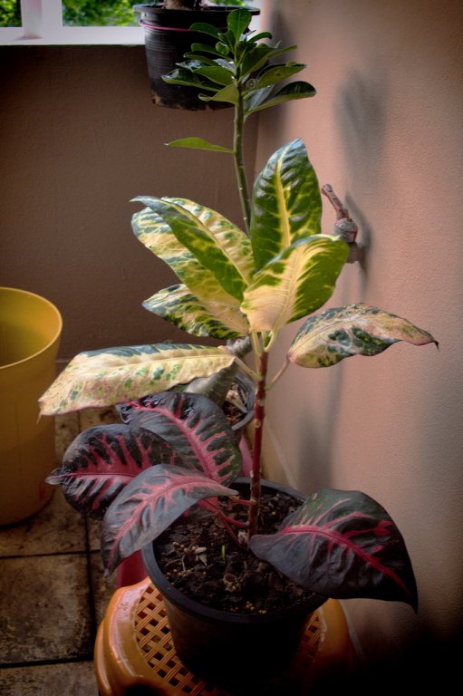 Redleaves2ACTV.jpg