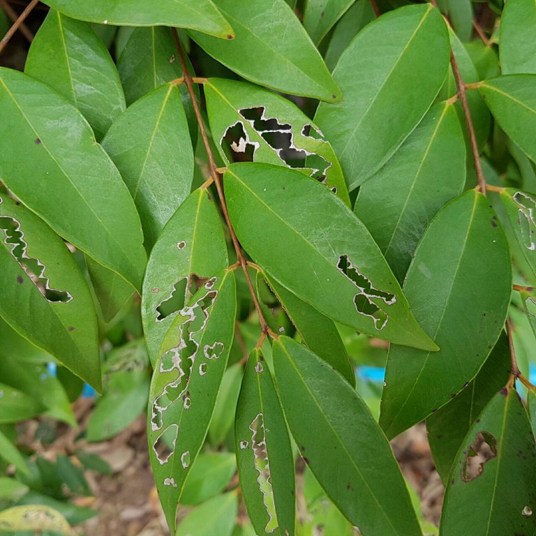 S_4714790324898.jpg