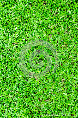 malaysian-grass-floor-background-closeup-57019787.jpg