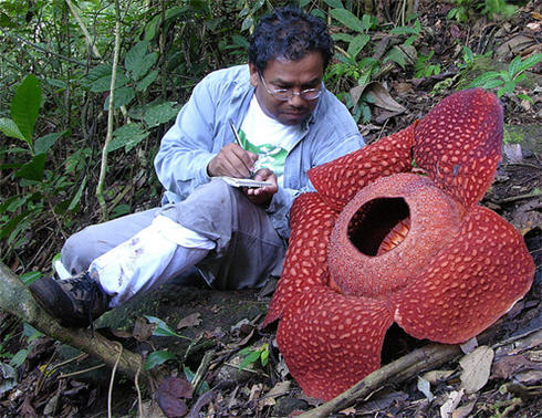 rafflesia.jpg