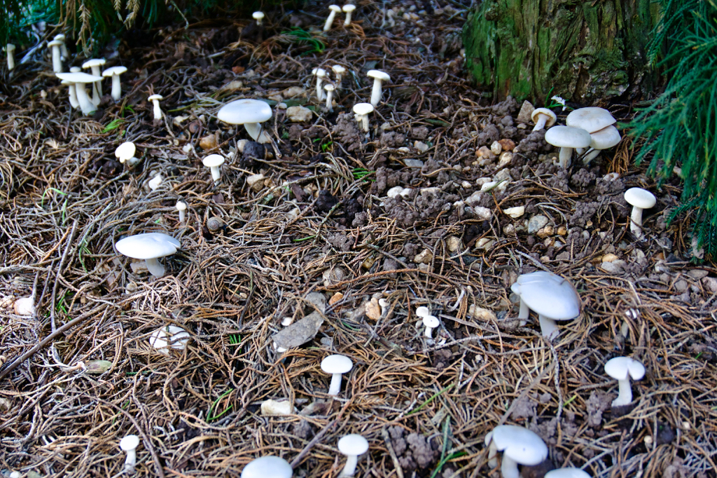 Mushrooms - 2.jpg