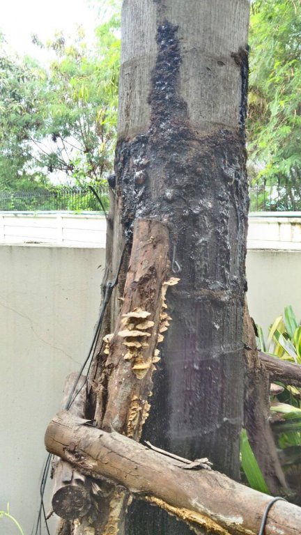 fumky tree.jpg