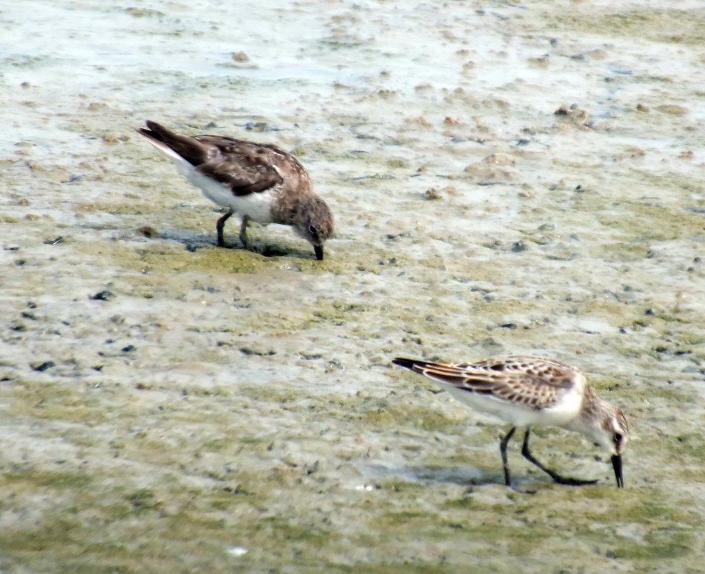 Temminck's and Long Toed.jpg
