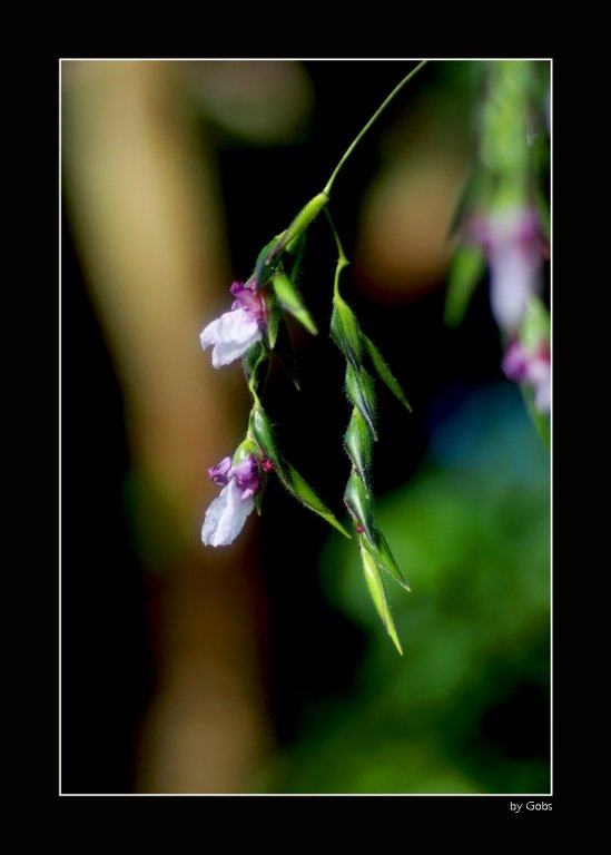 Flower 018.JPG