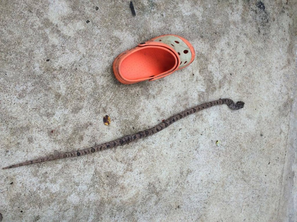 snake 2.jpg