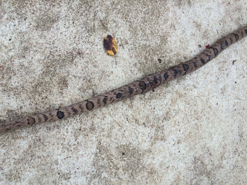 snake 3.jpg