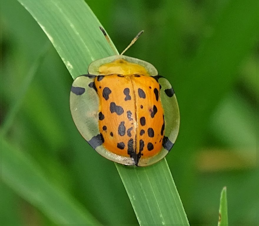 6 Aspidomorpha miliaris 16 (Golden Tortoise Beetle) (1024x894).jpg