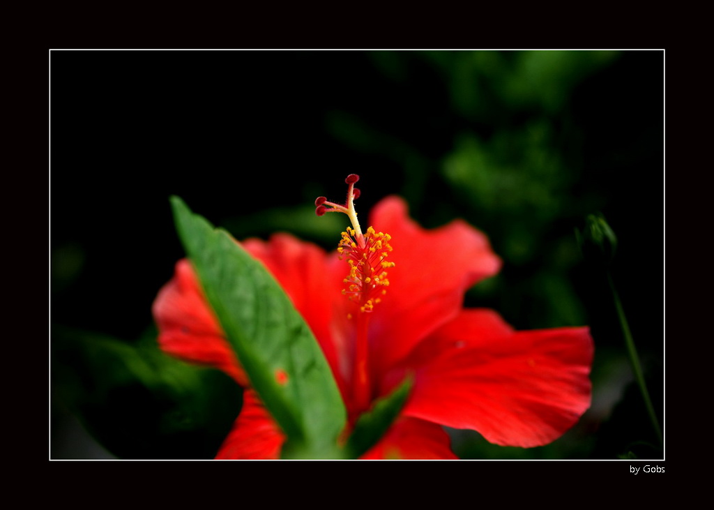 Flower 020.JPG