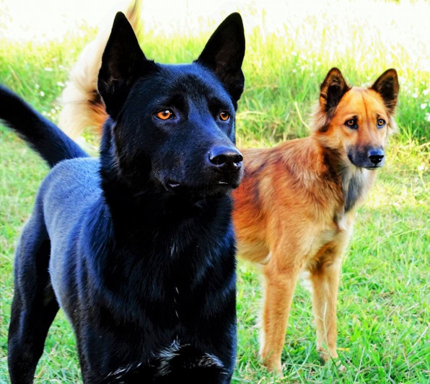 DSC00670 (1024x917).jpg