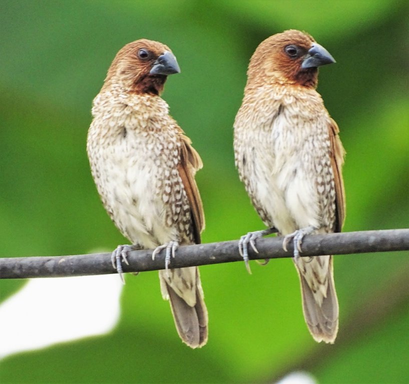 8 Scaly-breasted Munia 5 (1024x963).jpg