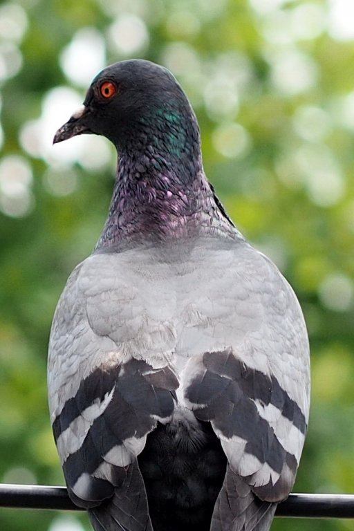 Zuiko 45 Pigeon Crop at 2.8.JPG