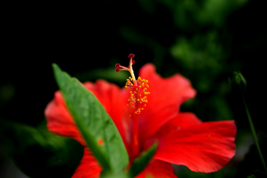 Zuiko 45 1.8 Fleur.JPG