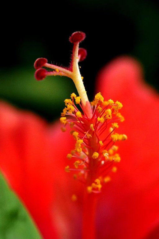 Zuiko 45 1.8 Fleur Crop.JPG