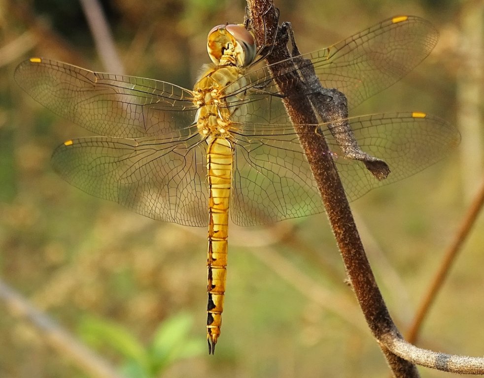 20 Wanderlibelle  Pantala flavescens (1024x801).jpg