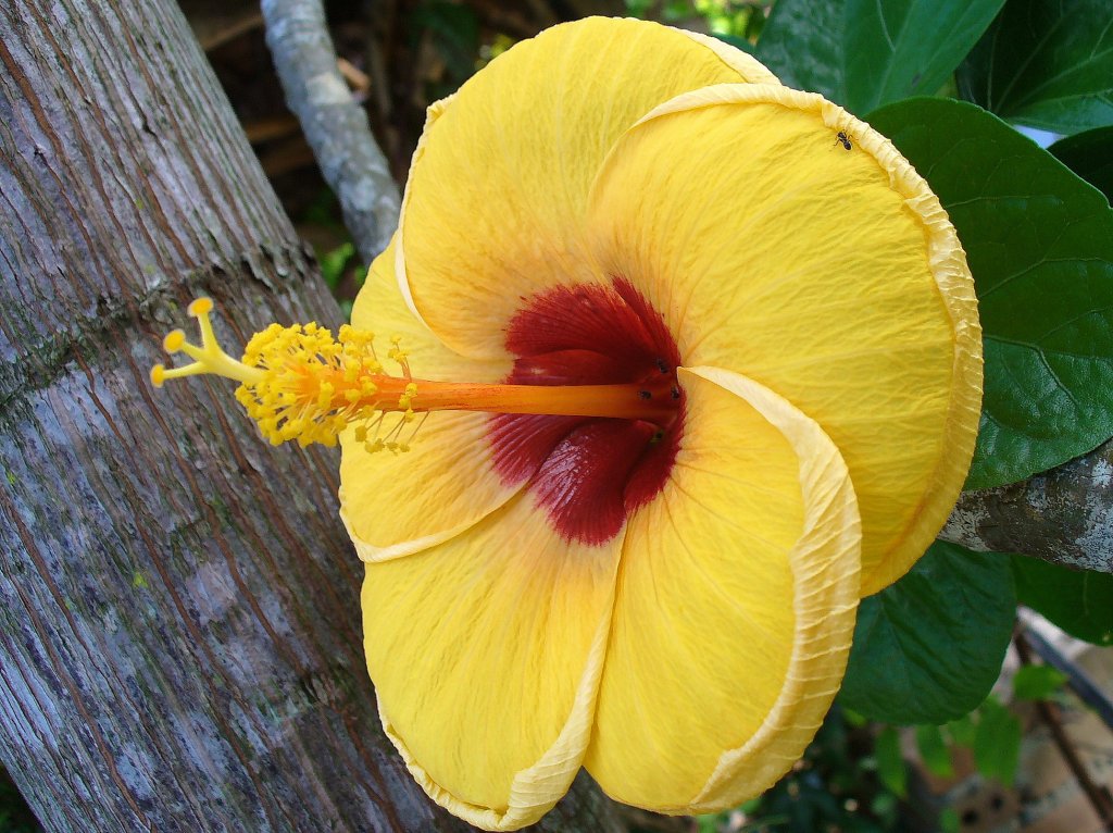 yellow hibiscus.jpg