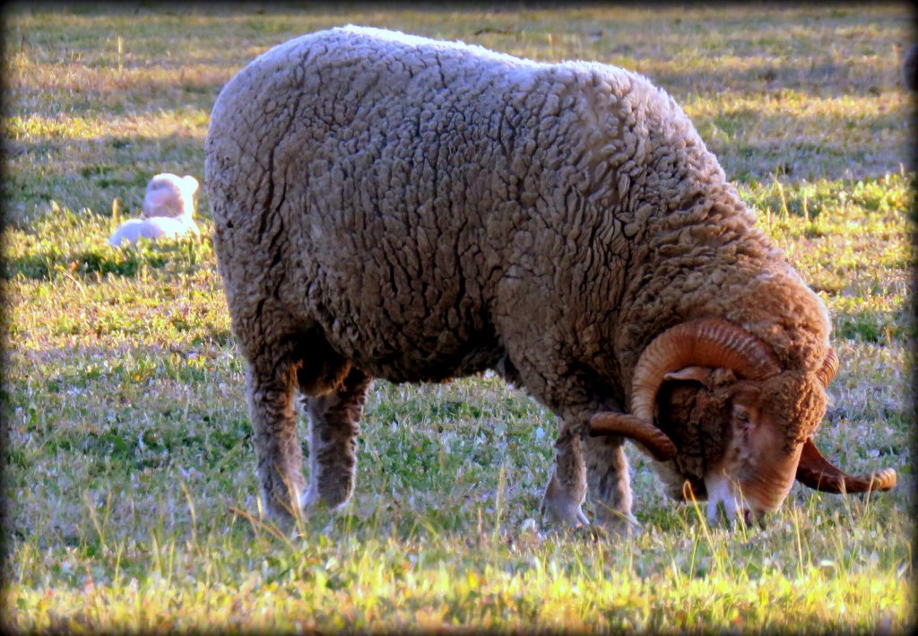 ram and lamb 13.08.16.jpg