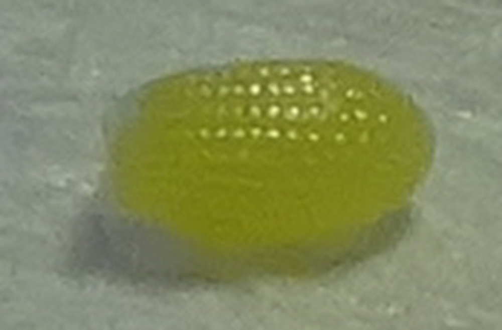 Bug Egg DSC05895.JPG